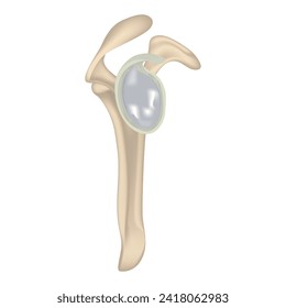 Anatomía humana. Cavidad de Glenoid. La estructura de la clavícula. Representación de malla. Diagrama médico, afiche. Ilustración del vector