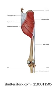 Human anatomy. Gluteus maximus muscle. Vector 3D illustration