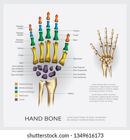 Human Anatomy Hand Bone Vector Illustration