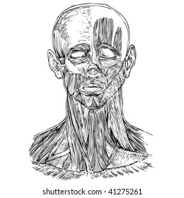 Human anatomy- head and neck muscles