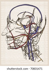 Human anatomy head. Vintage.
