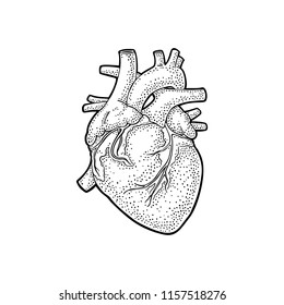 Human anatomy heart. Vector black vintage engraving illustration isolated on a white background. Hand drawn design element for label, poster, web, poster, info graphic.