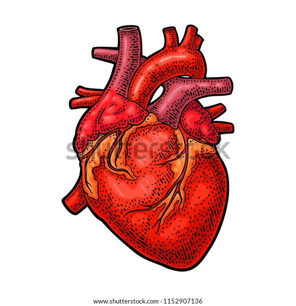 Human Anatomy Heart Vector Color Vintage Stock Vektorgrafik