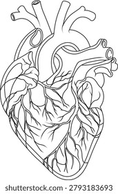 Human anatomy heart vector line art illustration. Detailed anatomical real heart outline isolated on white background. Perfect for medical design, biology education, coloring book, tattoos, and health concepts.