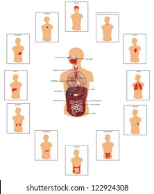 Human anatomy, huge collection of human organs illustration. Detailed diagram of various human organs: liver, heart, kidneys, lungs, colon, intestine, stomach, brains, etc.