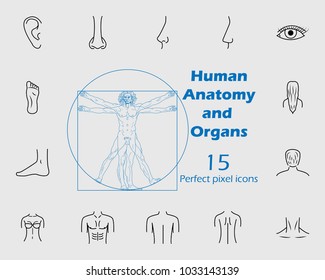Human anatomy icon set. Premium quality graphic design. Signs, outline symbols collection, simple thin line icon for websites, web design, mobile app, info graphics on grey background
