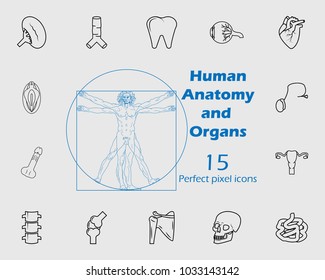 Human anatomy icon set. Premium quality graphic design. Signs, outline symbols collection, simple thin line icon for websites, web design, mobile app, info graphics on grey background