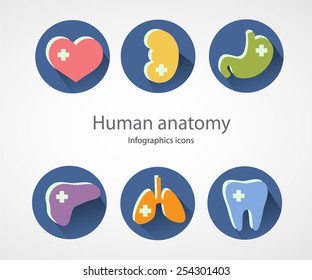 Human anatomy icons.