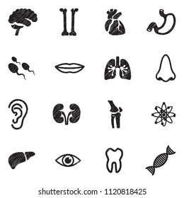 Human Anatomy Icons. Black Scribble Design. Vector Illustration.