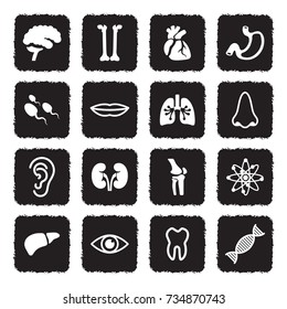 Human Anatomy Icons. Grunge Black Flat Design. Vector Illustration. 