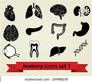 Human anatomy icons parts: brain, liver, heart, kidney, lung, stomach, eye and other. Set 1.