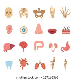Human anatomy icons set