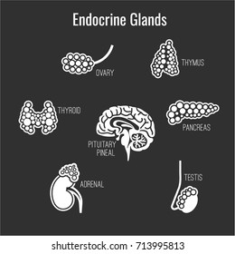 Human Anatomy Icons Set. Endocrine System Pituitary Gland, Pineal Gland, Testicle, Ovary, Pancreas, Thyroid, Thymus, Adrenal Gland. Vector Illustration Isolated On A Dark Grey Background.