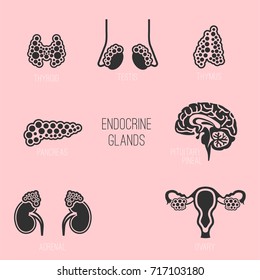 Human anatomy icons set. Endocrine system - pituitary gland, pineal gland, testicle, ovary, pancreas, thyroid, thymus, adrenal gland Vector illustration isolated on a pink background