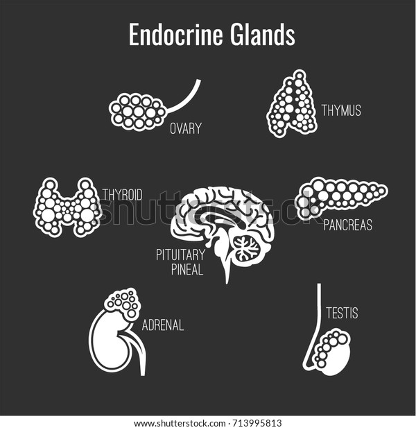 Human Anatomy Icons Set Endocrine System Stock Vector (royalty Free 