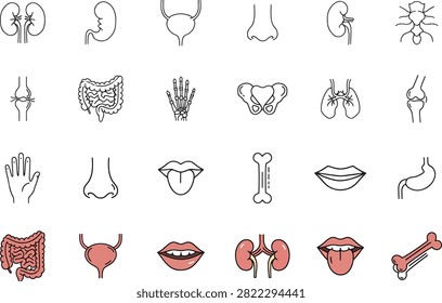 Human Anatomy Icons Set Internal and External Organs Bones and Body Parts