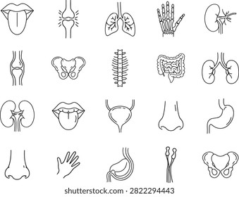 Human Anatomy Icons Set Internal and External Organs Bones and Body Parts