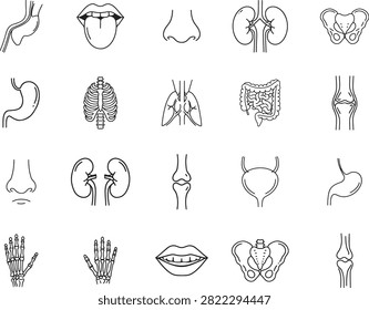 Human Anatomy Icons Set Internal and External Organs Bones and Body Parts
