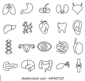 human anatomy icons set. internal organs, body parts. thin line design
