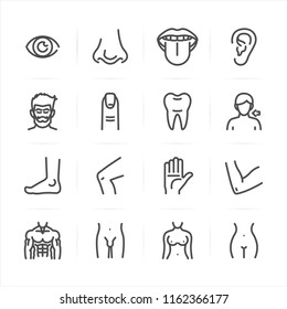 Iconos de anatomía humana con fondo blanco 
