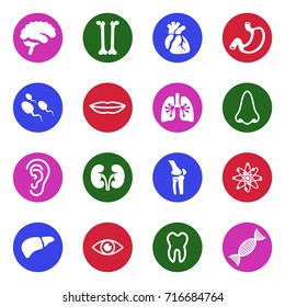 Human Anatomy Icons. White Flat Design In Circle. Vector Illustration. 