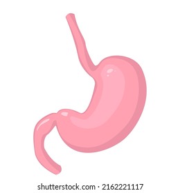 Human anatomy illustration for atlas, textbook or study material. Healthy stomach in cartoon style.