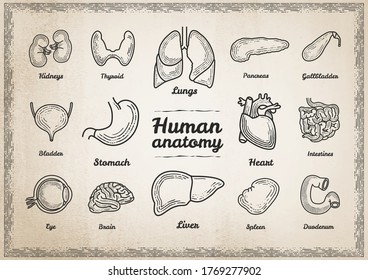 Human anatomy. illustration, icons, set. Сonceptual illustration, Sign, symbol, element. Set of vector graphic images. Icons in flat, contour, thin, vintage and linear design. The study and structure 