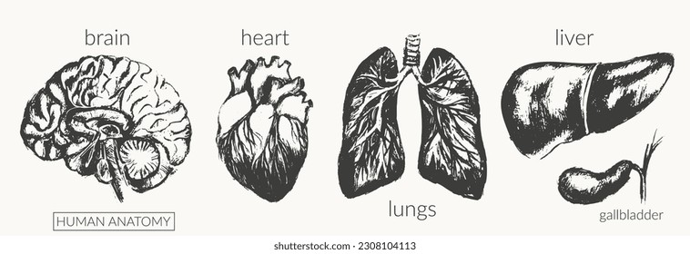 Human anatomy illustration. Internal organs black ink sketch. Lungs, heart, liver, gallbladder, brain. Health and medical drawing poster.