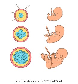 Human anatomy illustration. Pregnancy stages. Embryo development. Child in the womb. Process diagram of baby evolution. Medicine vector infographic in cartoon style. Close up view. Design concept