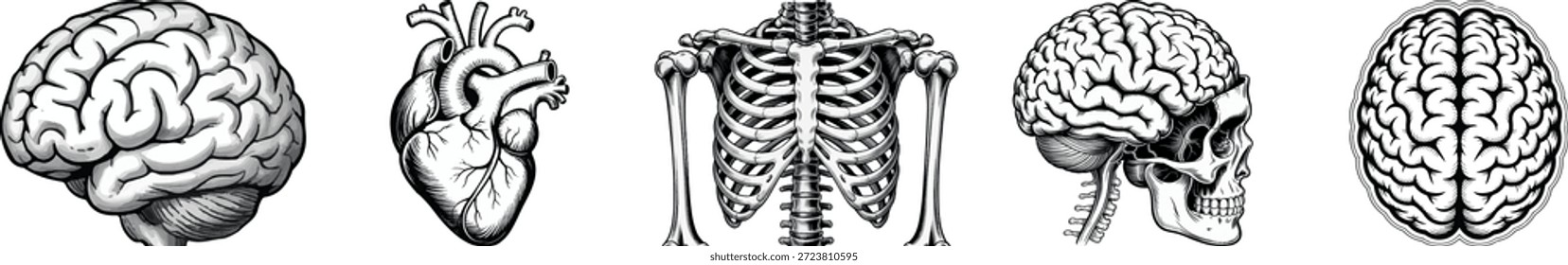 Anatomia Humana Ilustrações Esqueleto do Cérebro Crânio