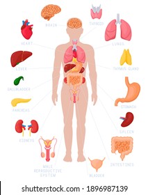 Infografía de anatomía humana. Nombres y localización de órganos internos anatómicos, riñones, ilustraciones de vectores de corazón y cerebro. Órganos internos Afiche médico con intestino, vejiga y glándula del timo