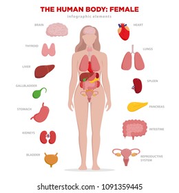 Human anatomy infographic elements with set of internal organs isolated on white background and placed in female body. Woman reproductive organs with girl silhouette and icons around.