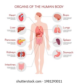 Human anatomy infographic elements with set of internal organs isolated on white background and placed in male body.