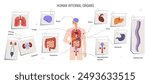 Human anatomy infographic with internal organs. Male anatomical scheme. Brain, intestine, digestive, urinary and reproductive body systems. Flat vector illustration isolated on white background