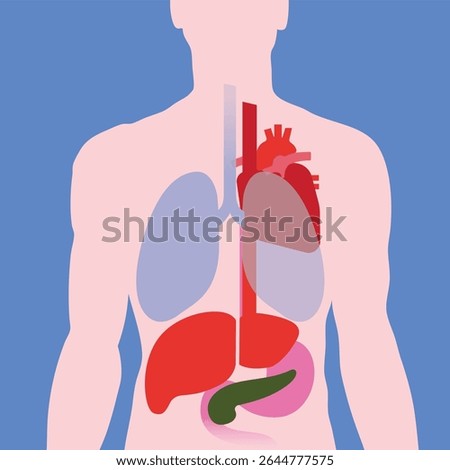 Human anatomy infographic with internal organs. Male anatomical scheme. Brain, intestine, digestive, urinary and reproductive body systems. Flat vector illustration isolated on white background
