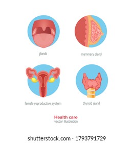 Human anatomy. Internal. Breast, tonsils, female reproductive system, thyroid. Vector image.
