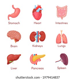 Human Anatomy Internal Organ Set With Brain, Lungs, Intestine, Heart, Kidney, Pancreas, Spleen, Liver And Stomach. Vector Isolated Illustration