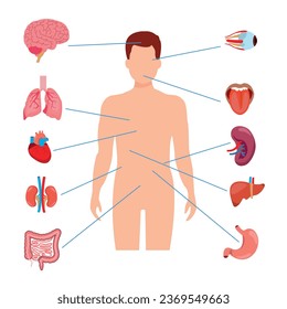Anatomía humana, órgano interno con cerebro, pulmones, intestino, corazón, riñón, páncreas, bazo, hígado y estómago. Ilustración aislada del vector
