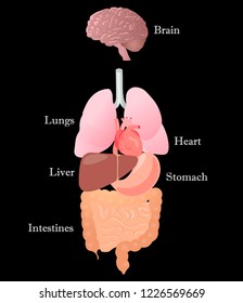 Human anatomy. Internal organs