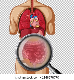 Human anatomy of intestine illustration