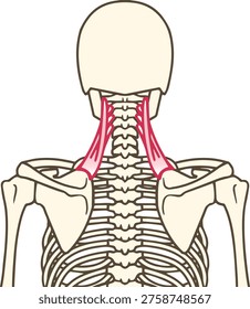 Human Anatomy: Isolated Levator Scapulae Muscle on Back and Neck View