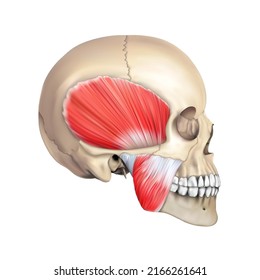 Human anatomy. The jaw muscular system on the human skull. Vector 3D illustration