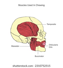 Anatomía humana. El sistema muscular de la mandíbula en el cráneo humano. Músculos usados en el mascado. masticar músculos.