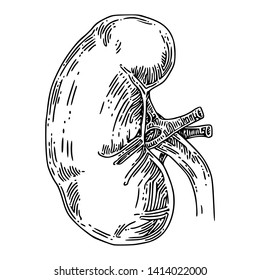 Human anatomy. Kidney. Sketch. Engraving style. Vector illustration.