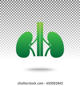 Human anatomy. Kidneys sign. Vector. Green gradient icon with shadow at bottom on transparent and white background.