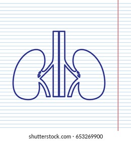 Human anatomy. Kidneys sign. Vector. Navy line icon on notebook paper as background with red line for field.