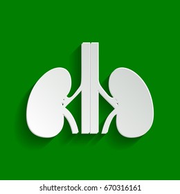 Human anatomy. Kidneys sign. Vector. Paper whitish icon with soft shadow on green background.