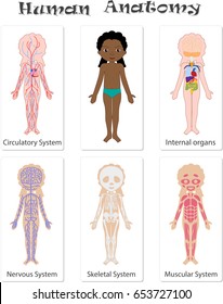 Human anatomy for kids. Circulatory, skeletal, nervous, digestive, muscular and respiratory systems