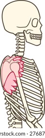 Human Anatomy: Lateral View of the Serratus Anterior Muscle on the Rib Cage