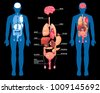human anatomy vector